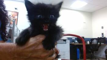 QUEENIE -  Domestic Short Hair Cat for Adoption in Doral, Florida - QUEENIE | PetCurious