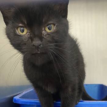 Rescue Domestic Short Hair Cats for Adoption in Auburn, Alabama - Aya | PetCurious