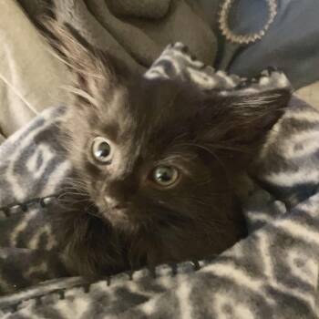 Alpine Racing 17 -  Domestic Short Hair Cat for Adoption in Austin, Texas - Alpine Racing 17 | PetCurious