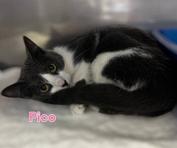Rescue Domestic Short Hair Cats for Adoption in Jim Thorpe, Pennsylvania - Pico | PetCurious