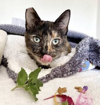 Tortoiseshell Cats Available for Adoption - Chai | PetCurious
