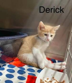 Derick -  Domestic Short Hair Cat for Adoption in Hobart, Indiana - Derick | PetCurious