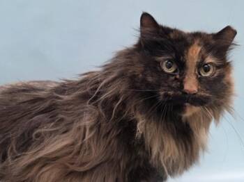 Rescue Domestic Long Hair and Domestic Short Hair Cats for Adoption in Woodbury, Minnesota - Mama | PetCurious