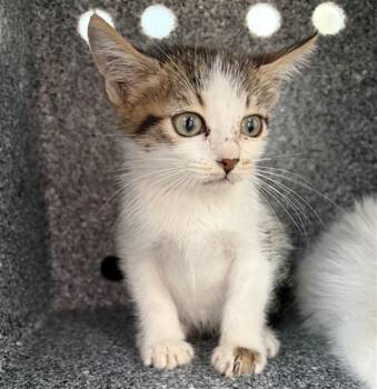 SUGAR -  Domestic Short Hair Cat for Adoption in Dallas, Texas - SUGAR | PetCurious