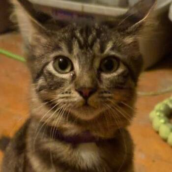 Calamity Jane -  Domestic Long Hair Cat for Adoption in Medina, Ohio - Calamity Jane | PetCurious