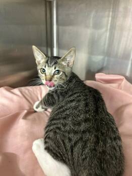 Tate -  Domestic Short Hair Cat for Adoption in PORT WENTWRTH, Georgia - Tate | PetCurious