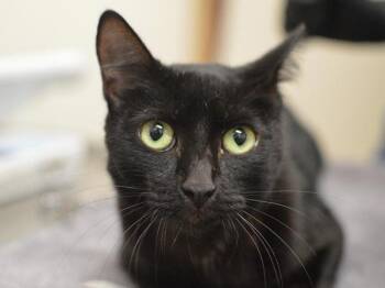 Kohlrabi -  Domestic Short Hair Cat for Adoption in Portland, Oregon - Kohlrabi | PetCurious