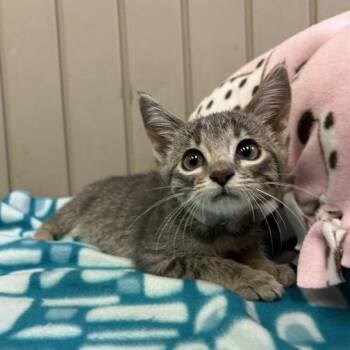 Reign -  Domestic Short Hair Cat for Adoption in Hawthorne, California - Reign | PetCurious