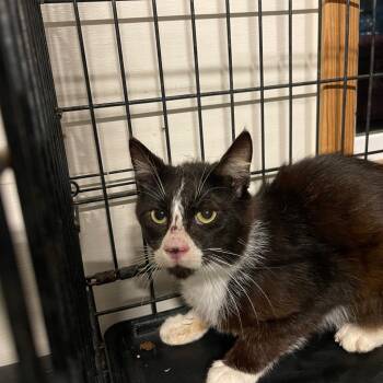 Rescue Domestic Short Hair Cats for Adoption in Washington, North Carolina - Doppler | PetCurious