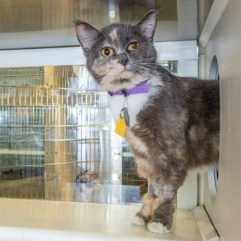 CHALUPA -  Domestic Short Hair Cat for Adoption in St. Louis, Missouri - CHALUPA | PetCurious