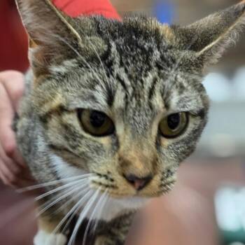 Domestic Short Hair Cats Available for Adoption in Buellton, California - Sailor Jupiter | PetCurious