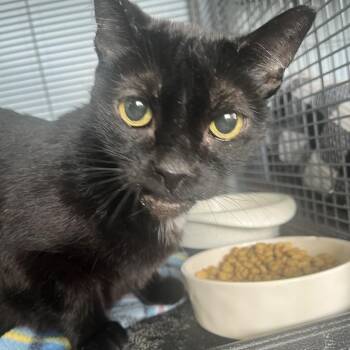 Chloe -  American Shorthair Cat for Adoption in Lenexa, Kansas - Chloe | PetCurious