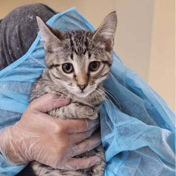 Rescue Domestic Short Hair Cats for Adoption in Midland, Texas - Bert | PetCurious