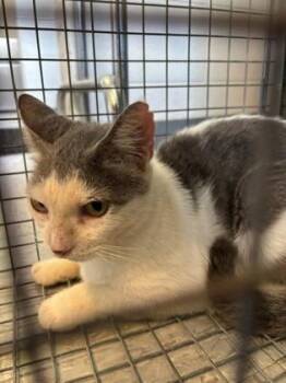 Lynell -  Domestic Short Hair Cat for Adoption in Port Allen, Louisiana - Lynell | PetCurious