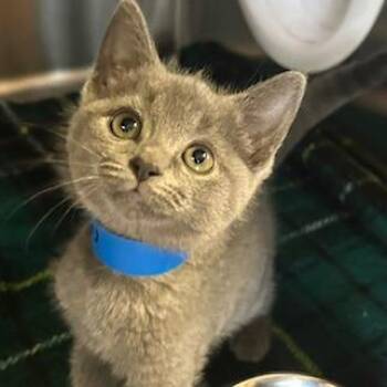 Domestic Short Hair Cats Available for Adoption in Knoxville, Tennessee - Arya | PetCurious