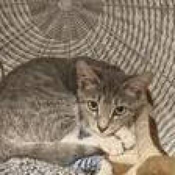 Asher -  Domestic Short Hair Cat for Adoption in Knoxville, Tennessee - Asher | PetCurious