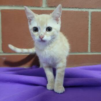 Finn -  Domestic Short Hair Cat for Adoption in Cabot, Arkansas - Finn | PetCurious