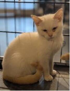 Rice -  Domestic Short Hair Cat for Adoption in St. Cloud, Minnesota - Rice | PetCurious