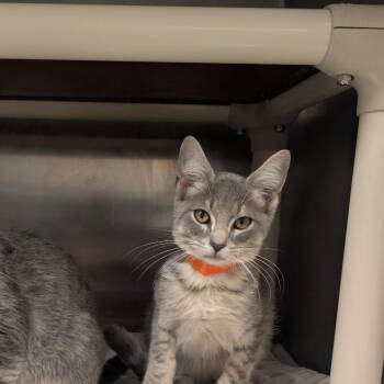 Smoke -  Domestic Short Hair Cat for Adoption in Sand Springs, Oklahoma - Smoke | PetCurious