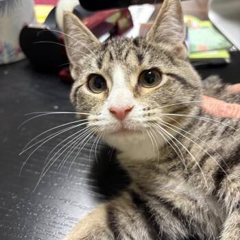 Lady Bug -  Domestic Short Hair Cat for Adoption in Waynesboro, Pennsylvania - Lady Bug | PetCurious