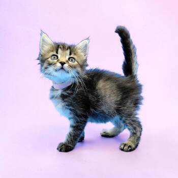 Pixel -  Domestic Long Hair Cat for Adoption in Springfield, Missouri - Pixel | PetCurious