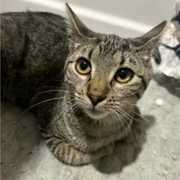 Domestic Short Hair Cats Available for Adoption - Kiara | PetCurious