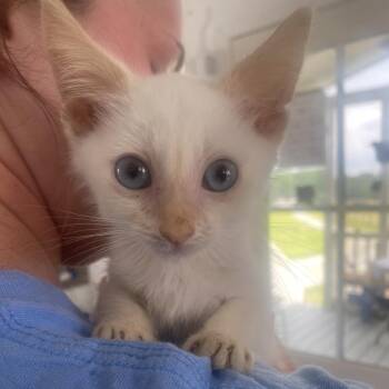 Toast -  Domestic Short Hair Cat for Adoption in Chapel Hill, North Carolina - Toast | PetCurious