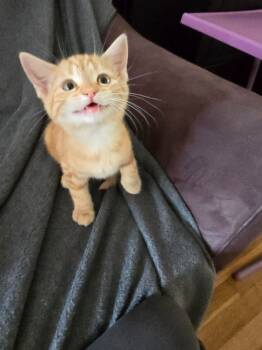 Rescue Domestic Short Hair Cats for Adoption in Pawtucket, Rhode Island - Lil Mandy | PetCurious