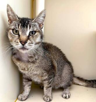 Lydia -  Domestic Short Hair Cat for Adoption in Cambria, California - Lydia | PetCurious
