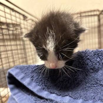 Punky Brewster -  Domestic Short Hair Cat for Adoption in Yuma, Arizona - Punky Brewster | PetCurious