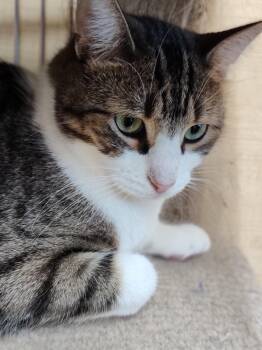 Rescue Domestic Short Hair Cats for Adoption in Georgina, Ontario - Willy | PetCurious