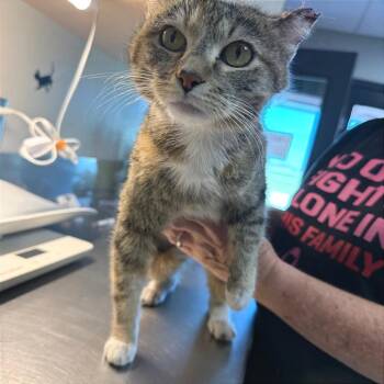 Darla -  Domestic Short Hair Cat Available for Adoption in Ponca City, Oklahoma - Darla | PetCurious