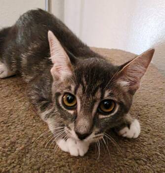 Duke -  Domestic Short Hair and Tabby Cat for Adoption in Glendale, Arizona - Duke | PetCurious