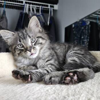 David -  Domestic Short Hair Cat for Adoption in Chattanooga, Tennessee - David | PetCurious