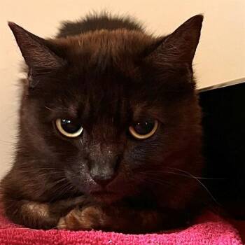 SHILOH -  Domestic Short Hair Cat for Adoption in Methuen, Massachusetts - SHILOH | PetCurious