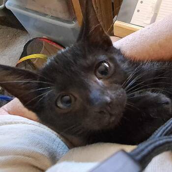 Miny -  Domestic Short Hair Cat for Adoption in Wadena, Minnesota - Miny | PetCurious