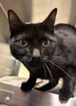 Rey -  Domestic Short Hair Cat for Adoption in West Chester, Pennsylvania - Rey | PetCurious