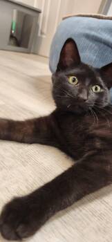 Smoki -  American Shorthair Cat for Adoption in Highland Park, New Jersey - Smoki | PetCurious