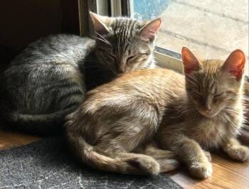 Ollie -  Domestic Short Hair Cat Available for Adoption in Jackson, Georgia - Ollie | PetCurious
