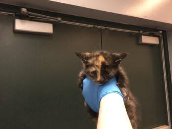Domestic Short Hair Cats Available for Adoption in Thousand Palms, California - A1912870 | PetCurious