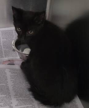 Nf28c Wasabi -  Domestic Short Hair Cat for Adoption in Lawrenceville, Georgia - Nf28c Wasabi | PetCurious