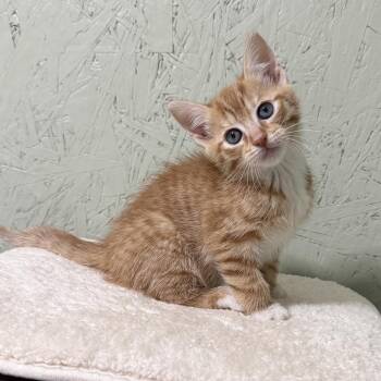 Domestic Short Hair Cats Available for Adoption in Cumming, Georgia - Flapjack | PetCurious