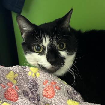 Oreo -  Domestic Medium Hair Cat for Adoption in Los Angeles, California - Oreo | PetCurious