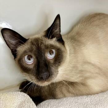 Siamese Cats Available for Adoption in Los Angeles, California - Phoenix Wright | PetCurious