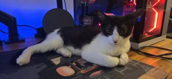 Sarafina -  Domestic Short Hair Cat for Adoption in Burnaby, British Columbia - Sarafina | PetCurious