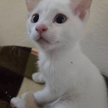 Adora -  Siamese Cat for Adoption in Los Angeles, California - Adora | PetCurious