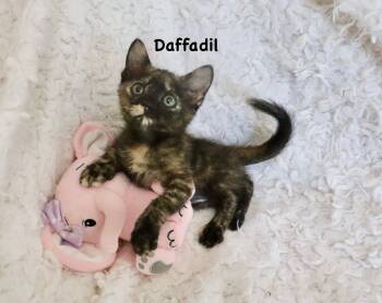 Tortoiseshell Cats Available for Adoption in St. Augustine, Florida - Daffodil | PetCurious