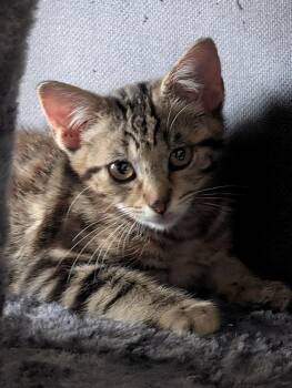 Rainwater -  Domestic Short Hair Cat for Adoption in Virginia Beach, Virginia - Rainwater | PetCurious