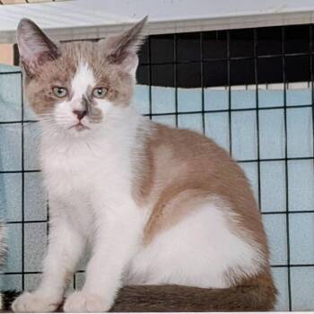 Ayla -  Domestic Short Hair Cat for Adoption in St. Augustine, Florida - Ayla | PetCurious