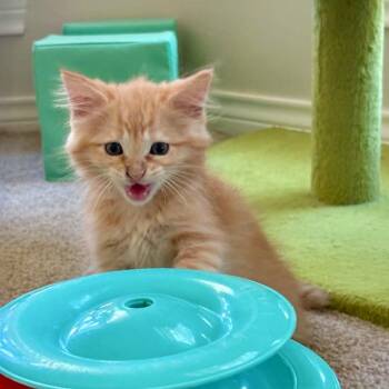 Aslan -  Tabby Cat for Adoption in Trophy Club, Texas - Aslan | PetCurious
